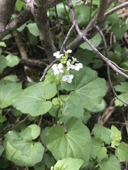 Cardamine cordifolia