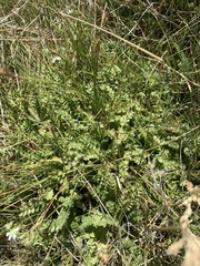 Horkelia clevelandii