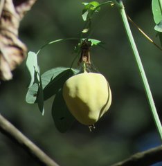 Passiflora tenuifila