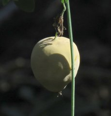 Passiflora tenuifila