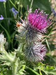 Cirsium edule