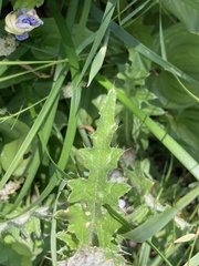 Cirsium edule