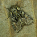 Lacanobia thalassina - Photo (c) Michał Brzeziński, algunos derechos reservados (CC BY-NC), subido por Michał Brzeziński