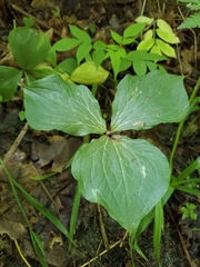 Trillium grandiflorum