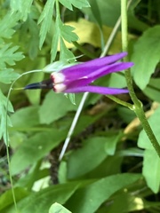 Primula austrofrigida