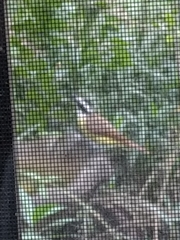 Pitangus sulphuratus