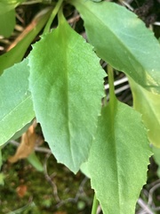 Primula austrofrigida