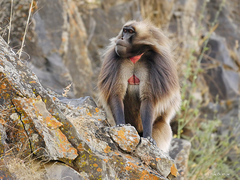 Theropithecus gelada