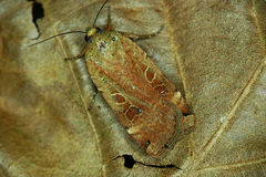 Noctua orbona