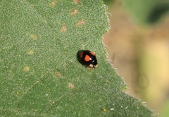 Hyperaspis connectens