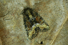 Oligia versicolor