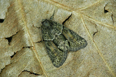 Cryphia fraudatricula