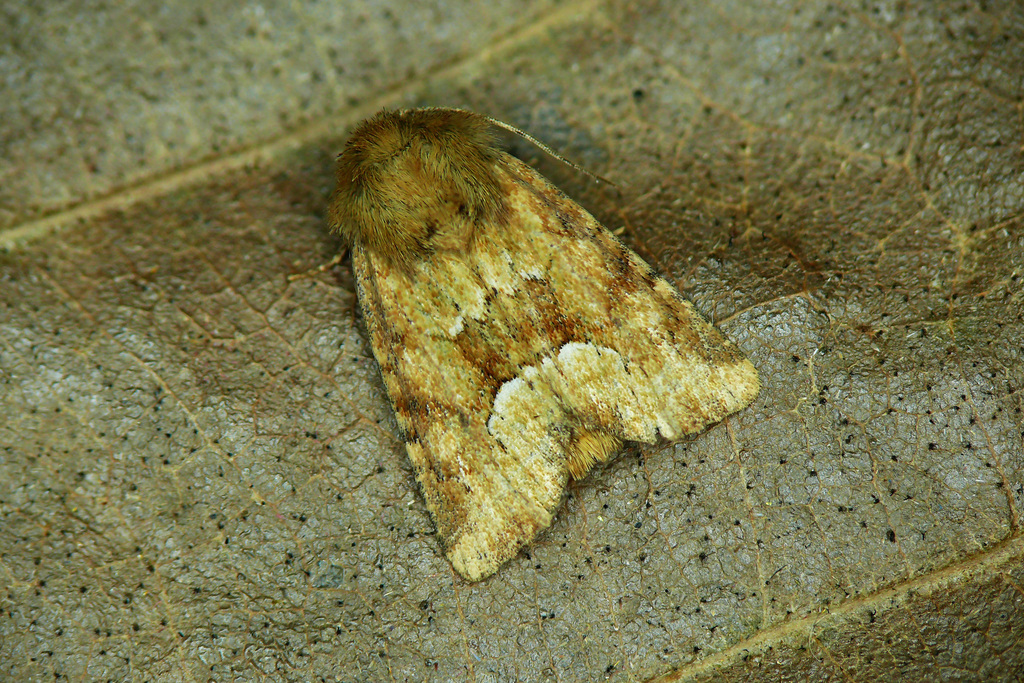 Middle-barred Minor
