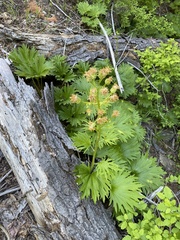 Cacaliopsis nardosmia