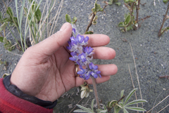 Lupinus kuschei