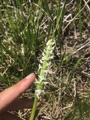 Platanthera dilatata albiflora