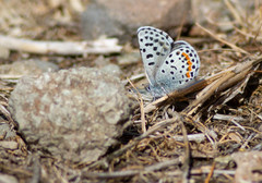 Euphilotes heracleoides