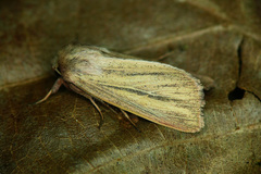 Mythimna pudorina