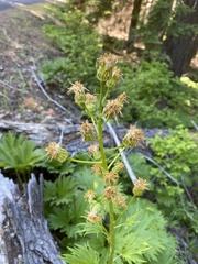 Cacaliopsis nardosmia