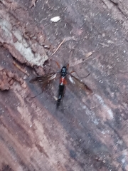 Tanyptera