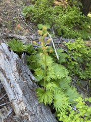 Cacaliopsis nardosmia
