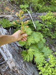Cacaliopsis nardosmia