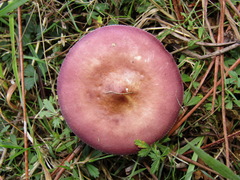 Russula caerulea