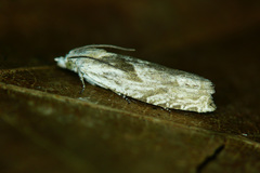 Eucosma metzneriana