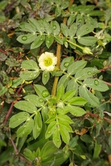 Kallstroemia maxima