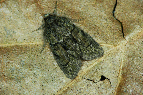 Cryphia fraudatricula (Hübner)