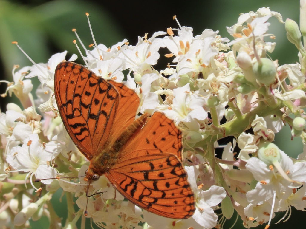 Unsilvered Fritillary