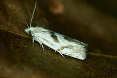 Eucosma metzneriana