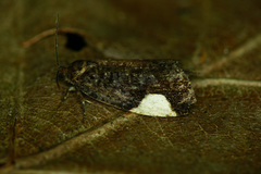 Hedya dimidiana