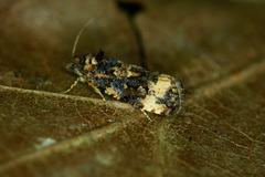 Endothenia marginana