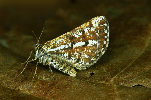 Bordered White