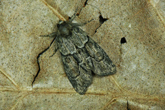 Cryphia fraudatricula