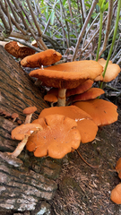 Gymnopilus palmicola