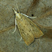Calamotropha paludella - Photo (c) Michał Brzeziński, algunos derechos reservados (CC BY-NC), subido por Michał Brzeziński