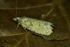 Epiblema grandaevana