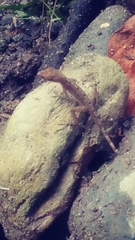 Anolis apletophallus