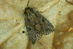 Apterogenum ypsillon