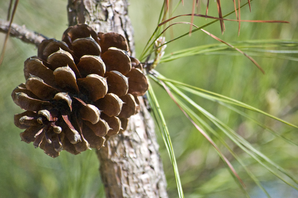 File:Pinus taeda loblolly pine bark.jpg - Wikimedia Commons