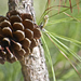 Pinus taeda - Photo (c) Alicia Pimental, algunos derechos reservados (CC BY)