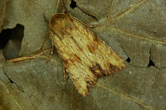 Apamea sublustris