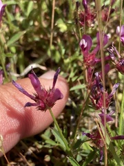 Trifolium variegatum