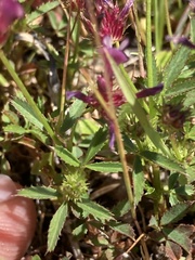 Trifolium variegatum