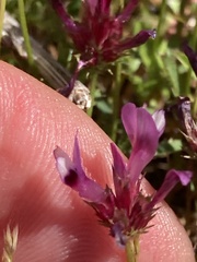 Trifolium variegatum