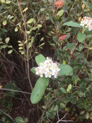 Image of Aronia arbutifolia