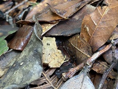 Craugastor podiciferus