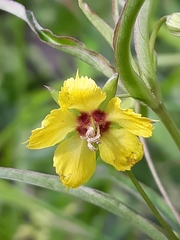 Lysimachia lanceolata